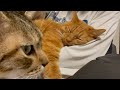 飼い主の上で寝る猫となんかしたい猫