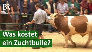 Besamungsstation kauft teuersten FleckviehZuchtbullen bei Auktion | Unser Land | Stier | BR