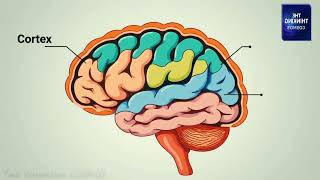 Human Brain: The Most Complex Structure in the Universe | Kurzgesagt Style 2D Animation