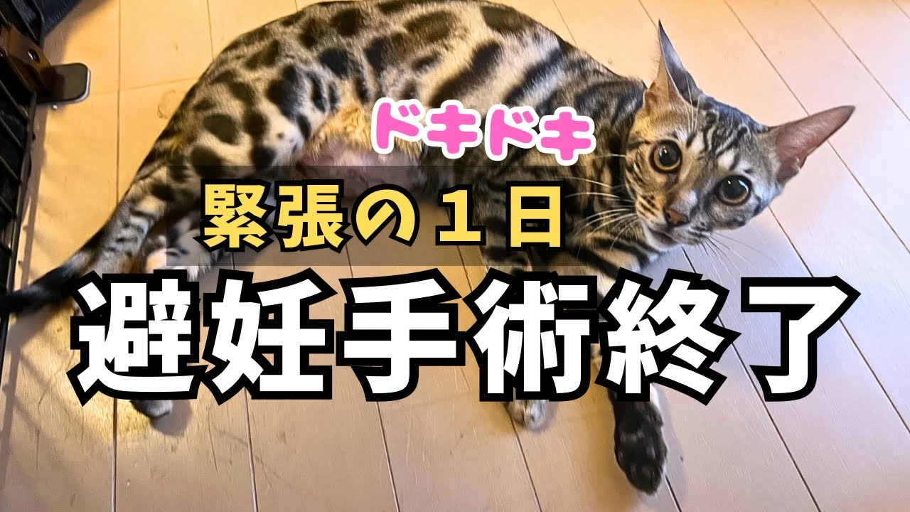 【ベンガル猫】避妊手術終了！緊張の１日。これがリアルです