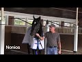 Schooling in the Paddock