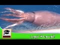 هل تعلم طريقة صيد الحبار