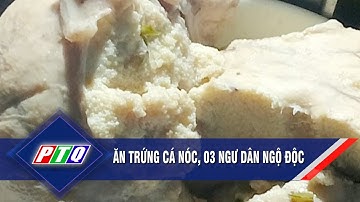 Ăn trứng cá nóc, 03 ngư dân ngộ độc | PTQ