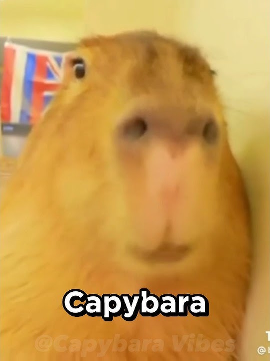 Capybara song