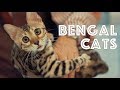 Bengal Cats at a TICA Cat Show