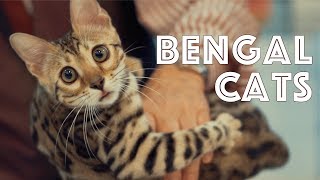 Bengal Cats at a TICA Cat Show