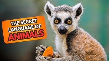 The Secret Language of Animals - Did You Know Many Animals Can Communicate In Amazing Ways?