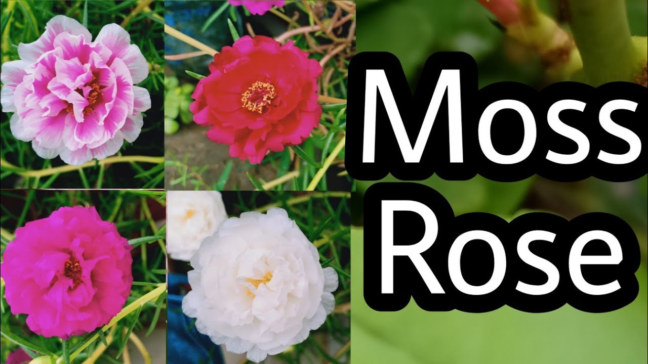 moss roses download moss roses download