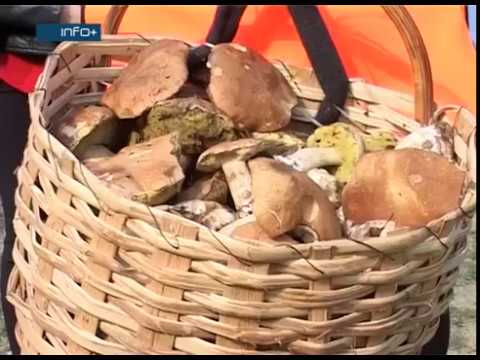 Video: Lažna russula: značajke i karakteristike