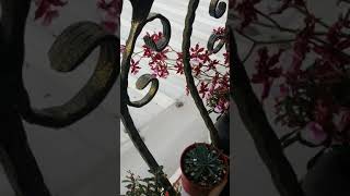 1081028福栽巧克力文心開花囉~