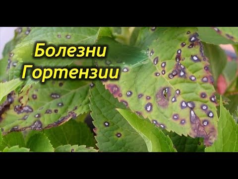 Чем болеет  Гортензия? Болезни и методы лечения Гортензии.