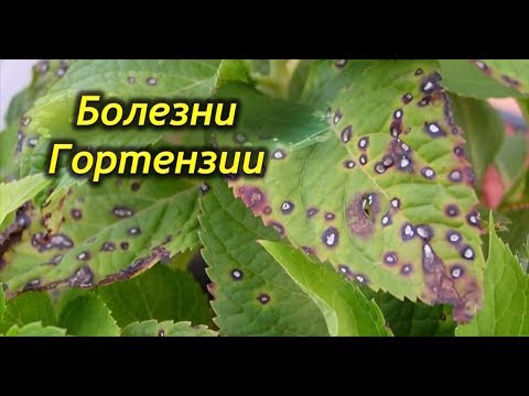 Видео: Черные пятна на растениях рудбекии - Лечение пятнистых листьев на черноглазой Сьюзен