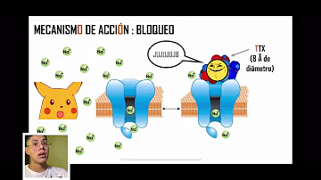 Quali sono gli effetti della Tetrodotossina sul sistema nervoso?