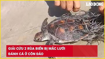 Giải cứu 2 rùa biển bị mắc lưới đánh cá ở Côn Đảo| Báo Lao Động