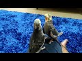 Our buddy pet Cockatiels fighting #cockatiels,#pets,#pet birds,#birds