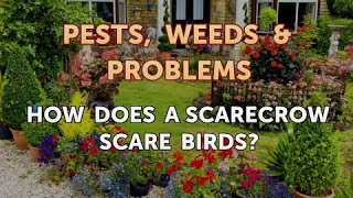 How Does a Scarecrow Scare Birds