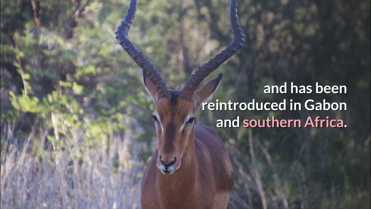 Impala Description, Characteristics and Facts! - YouTube