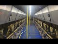 Milking cows in delaval parallel parlor