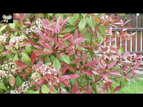 Video: Exuberante Floración De Photinia