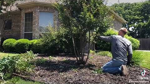 How to Trim a Crepe Myrtle Properly - DONT CREPE MURDER