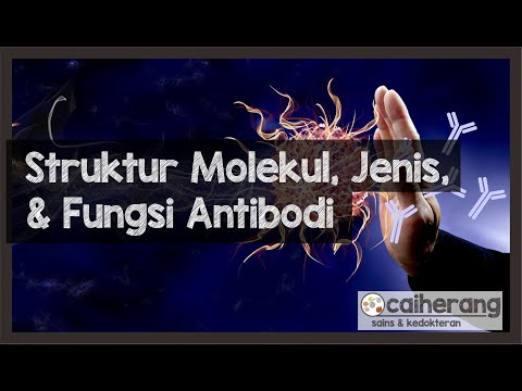 Struktur Molekul, Jenis, dan Fungsi dari Antibodi atau Imunoglobulin