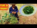 Con mi COMPA cortando la FLOR del QUIOTE para en un rico almuerzo en mi PUEBLO