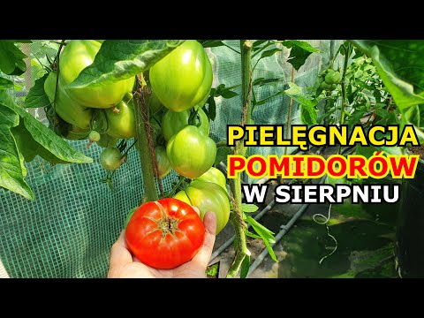 Wideo: Pielęgnacja Pomidorów W Sierpniu
