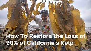 After 90% of California’s Kelp Forests Were Destroyed, SeaTrees Is Restoring Them  The Inertia