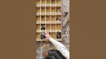 DIY Advent Calendar #christmascrafts #adventcalendar #diy