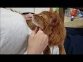 ママが歌う「花ちゃんヌフ」。ママのお腹で甘える花ちゃんヌフ。
