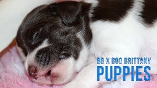Brittany Puppies Week 2 | Hunter's Heart BB x Boo 2017 Litter by Hunters Heart 38 views 6 years ago 2 minutes, 25 seconds