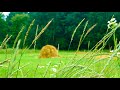 Beautiful summer meadow. White noise, nature sounds for relaxation and background