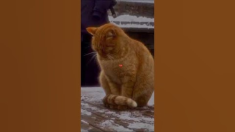 Bilal Darbali Bəqara 286 | بلال دربالي  سورة البقرة‎