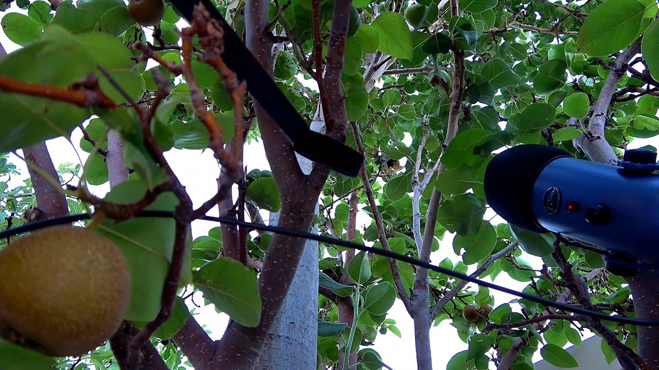 Velcro Sounds Using a Black Strap, Being Pulled Apart in aTree YouTube