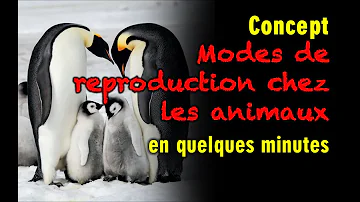 Quel est le mode de reproduction des animaux ?