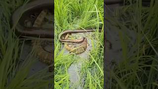 🐍🐍🐉🐍🐉🐍🦎🐍🐍🦎🐍🐉🐍🦎🐍🐍🐍🐍#snake #cobra #shorts #lizard #subscribe #nature  #python #animals # #viral