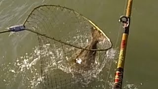 6. Irene 36in 17lb Halibut on Tigerfish