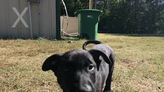 Black Malinois Puppies