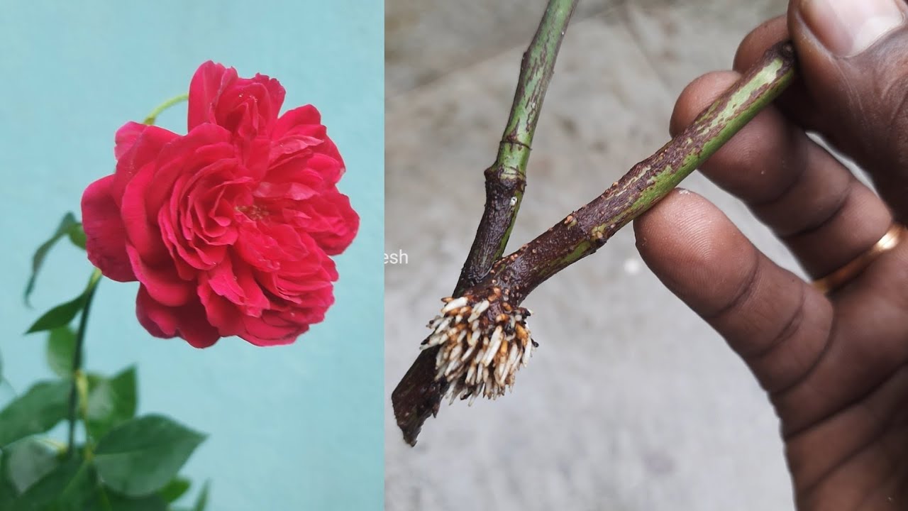 How to grow rose plant from cuttings _ more flowers _ rose plant care