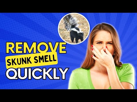 Vídeo: Como se manter e seu animal de estimação ficar com Skunked