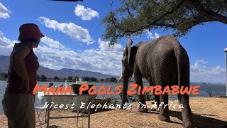 Mana Pools Trip - August 2023. Meet some wonderful elephants on the banks of the Mighty Zambezi.