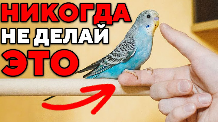 10 Ошибок, которые совершают владельцы попугаев