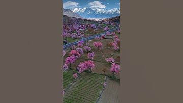 Thumbnail of pakistan apricot blossom 🌸#2025shorts #apricotblossom #viralvideo #shorts