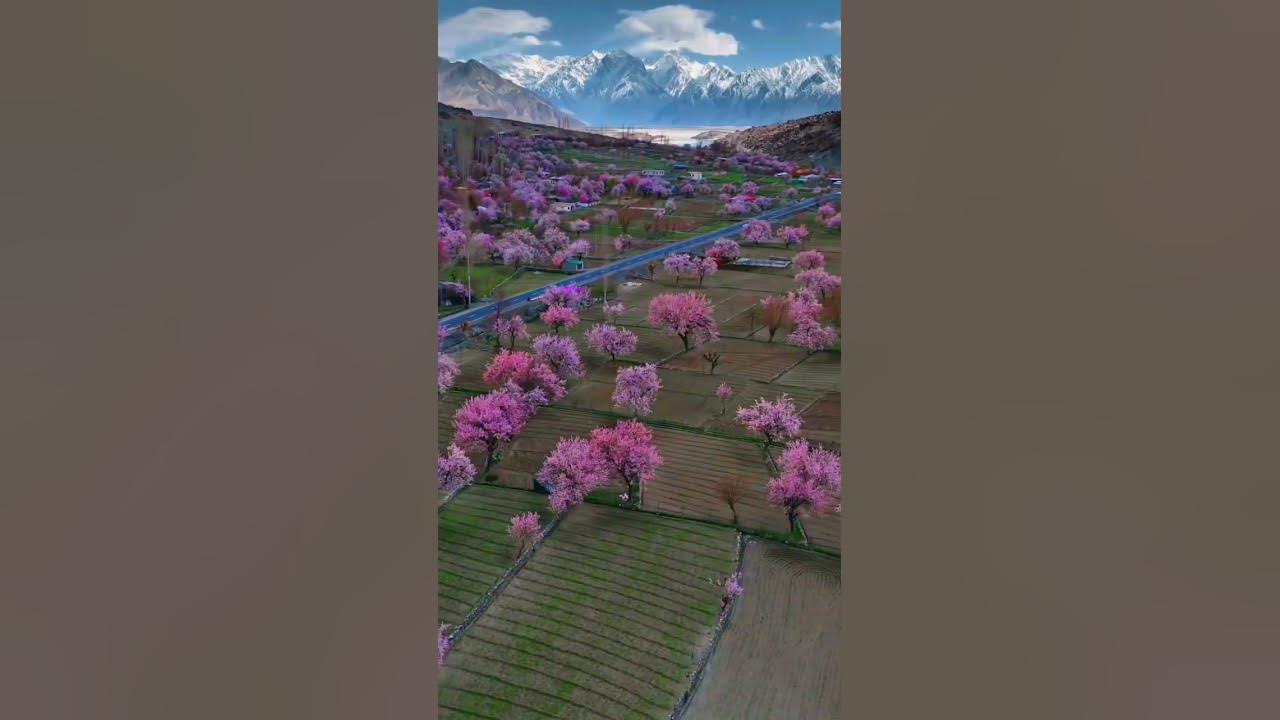 pakistan apricot blossom 🌸#2025shorts #apricotblossom #viralvideo #shorts