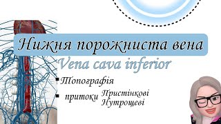 Нижня порожниста вена. Vena cava inferior. Топографія. Притоки.