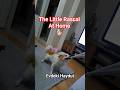 Our dog is a little rascal. (HAYDUT) #shorts #dog #funny #pets #viral