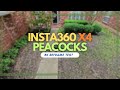 Insta360 x4 reframed 8k footage of peacocks visit to my house