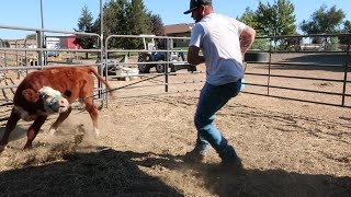Halter breaking a heifer calf - it got western fast!