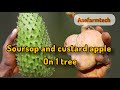 Custard Apple & Soursop Grafted on One Tree – Growing, Flowering & Fruiting Together