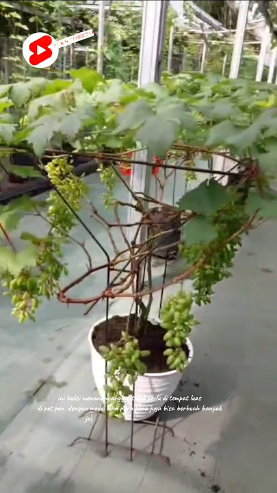 ✅️ Ini luar biasa Bonsai pohon 🍇anggur berbuah banyak 😍#anggur #grape #shorts #short